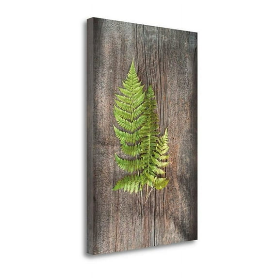 21" x 32" Woodland Fern III By Sue Schlabach- Print on Canvas Fabric Multi-Color