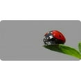 thumbnail image 1 of 212 Main LPO1022 Lady Bug Offset on Gray Photo License Plate, 1 of 1