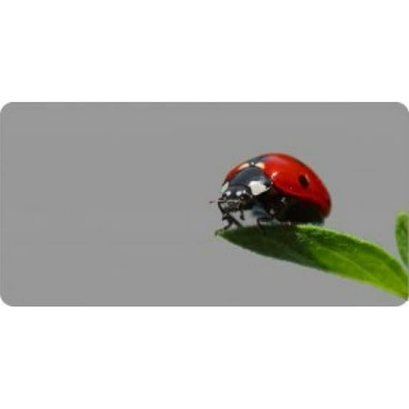 212 Main LPO1022 Lady Bug Offset on Gray Photo License Plate
