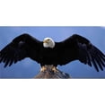 thumbnail image 1 of Bald Eagle Photo License Plate, 1 of 1