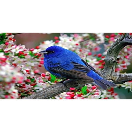 212 Main LPO2625 6 x 12 in. Colorful Blue Bird on Branch Photo License Plate