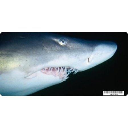 212 Main LPO3209 6 x 12 in. Shark Close Up Photo License Plate