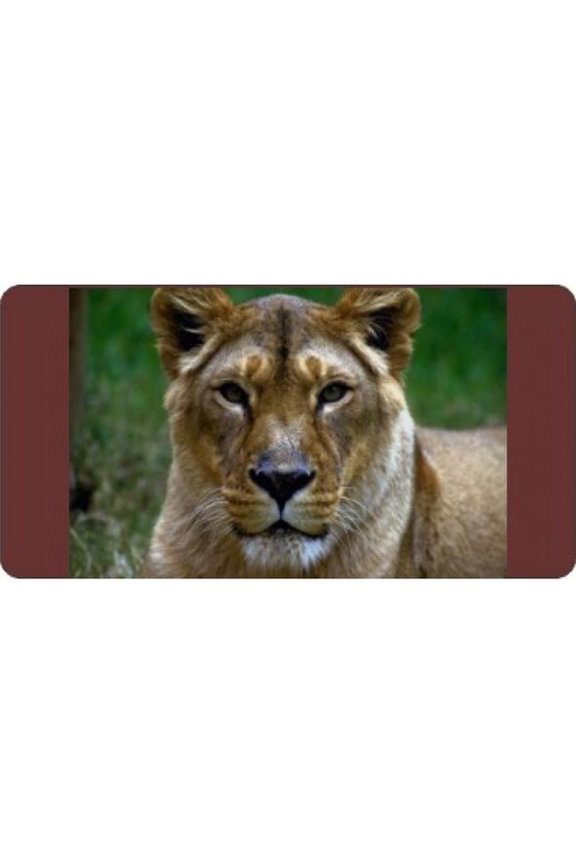 Lioness Centered Photo License Plate