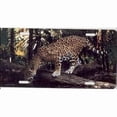 thumbnail interactive-video image 1 of 3D Jaguar Stainless Steel Chrome License Plate Frame – Car Tag Holder 1 of 4