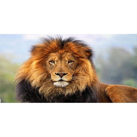 Lion Photo License Plate