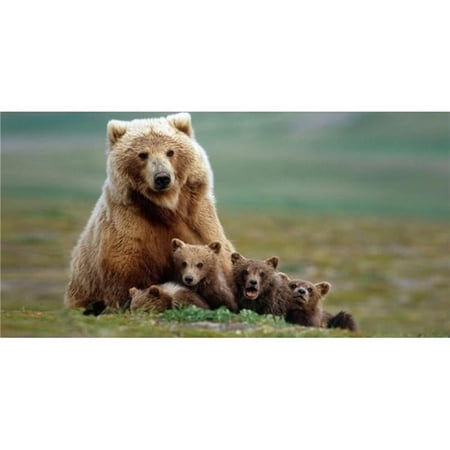 212 Main LPO3487 6 x 12 in. Bear with Cubs Photo License Plate