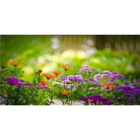 Chrysanthemum Flowers Photo License Plate