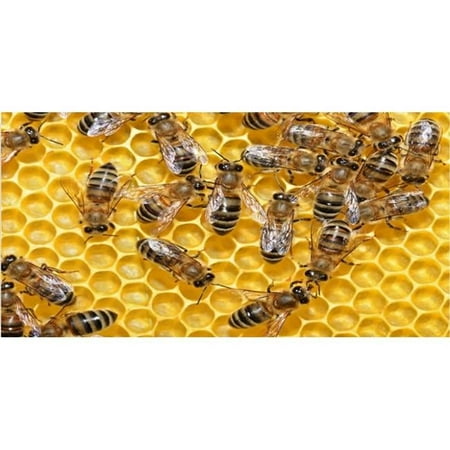 212 Main LPO3761 6 x 12 in. Bees on Honeycomb Photo License Plate
