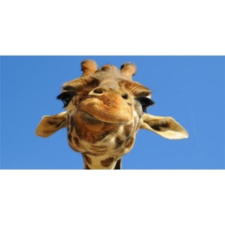 Giraffe Face Photo License Plate