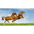 thumbnail image 1 of 212 Main LPO4070 6 x 12 in. Playful Horses in Meadow Photo License Plate, 1 of 1