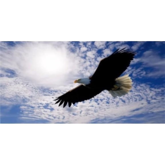 212 Main LPO497 Soaring Eagle with Clouds License Plate