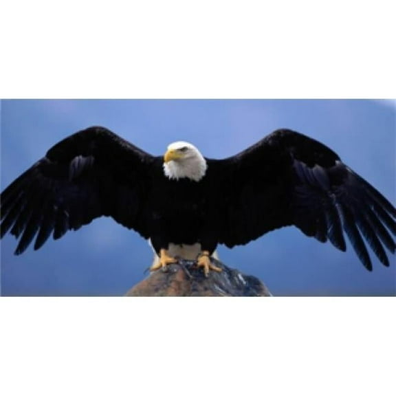 212 Main LPO498 Eagle Perched on Rock License Plate
