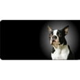 thumbnail image 1 of 212 Main LPO508 Boston Terrier Dog Photo License Plate, 1 of 1