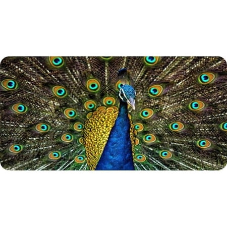 212 Main LPO5152 6 x 12 in. Peacock with Open Feathers Photo License Plate