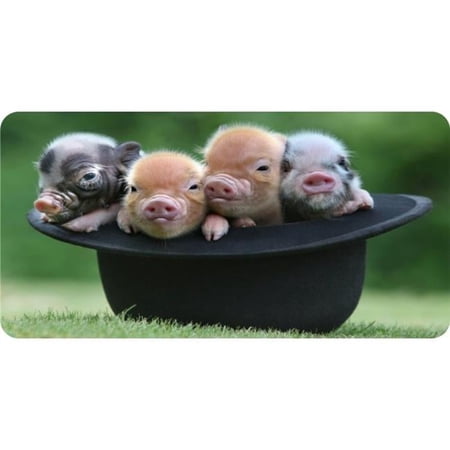212 Main LPO5451 6 x 12 in. Baby Pigs in Hat Photo License Plate