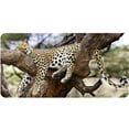 thumbnail image 1 of Leopard Sleeping in Tree Photo License Plate, 1 of 1