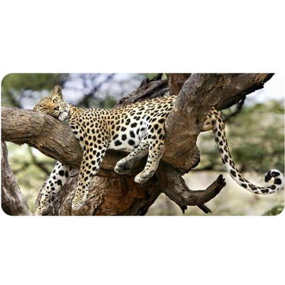 Leopard Sleeping in Tree Photo License Plate