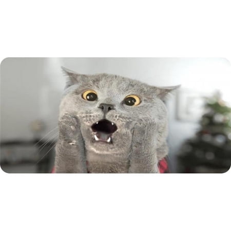 Gray Cat Scared Face Photo License Plate