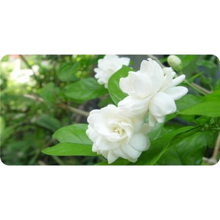 Jasmine Flowers #2 Photo License Plate