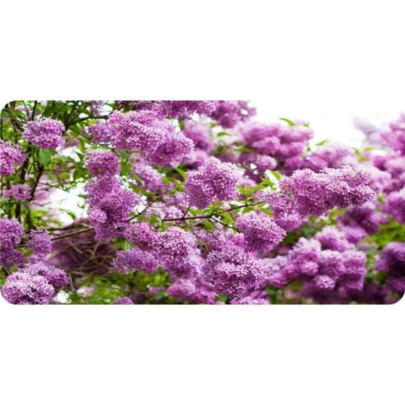 Lilac Flowers Photo License Plate