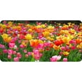 thumbnail image 1 of 212 Main LPO5666 6 x 12 in. Tulip Field of Flowers No.2 Photo License Plate, 1 of 1