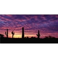 thumbnail image 1 of 212 Main LPO5667 6 x 12 in. Arizona Sunset Pink & Azure Photo License Plate, 1 of 1