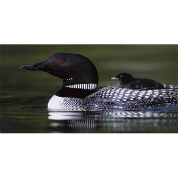 212 Main LPO595 Loon with Chick Photo License Plate