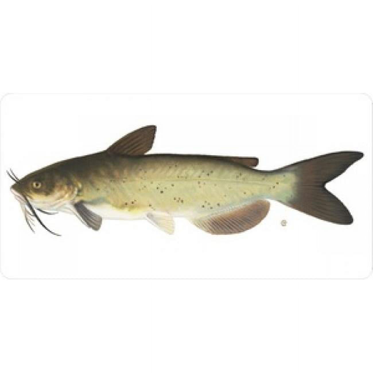 212 Main LPO609 Catfish on White Photo License Plate