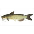 thumbnail image 1 of 212 Main LPO609 Catfish on White Photo License Plate, 1 of 1