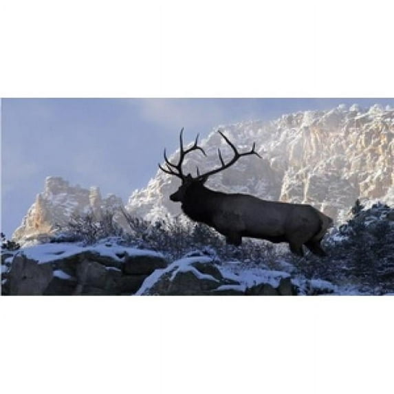 Elk Mountain Top Scene Photo License Plate