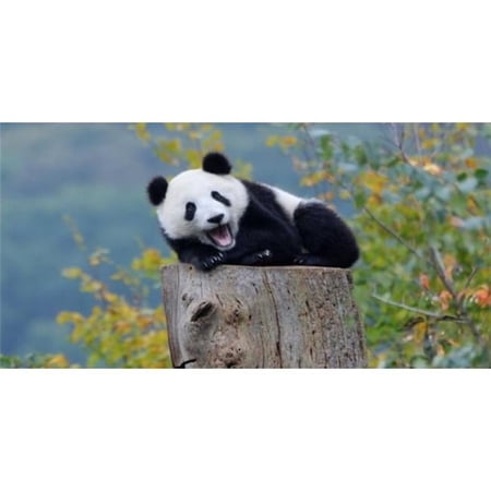 Panda Laughing Centered Photo License Plate