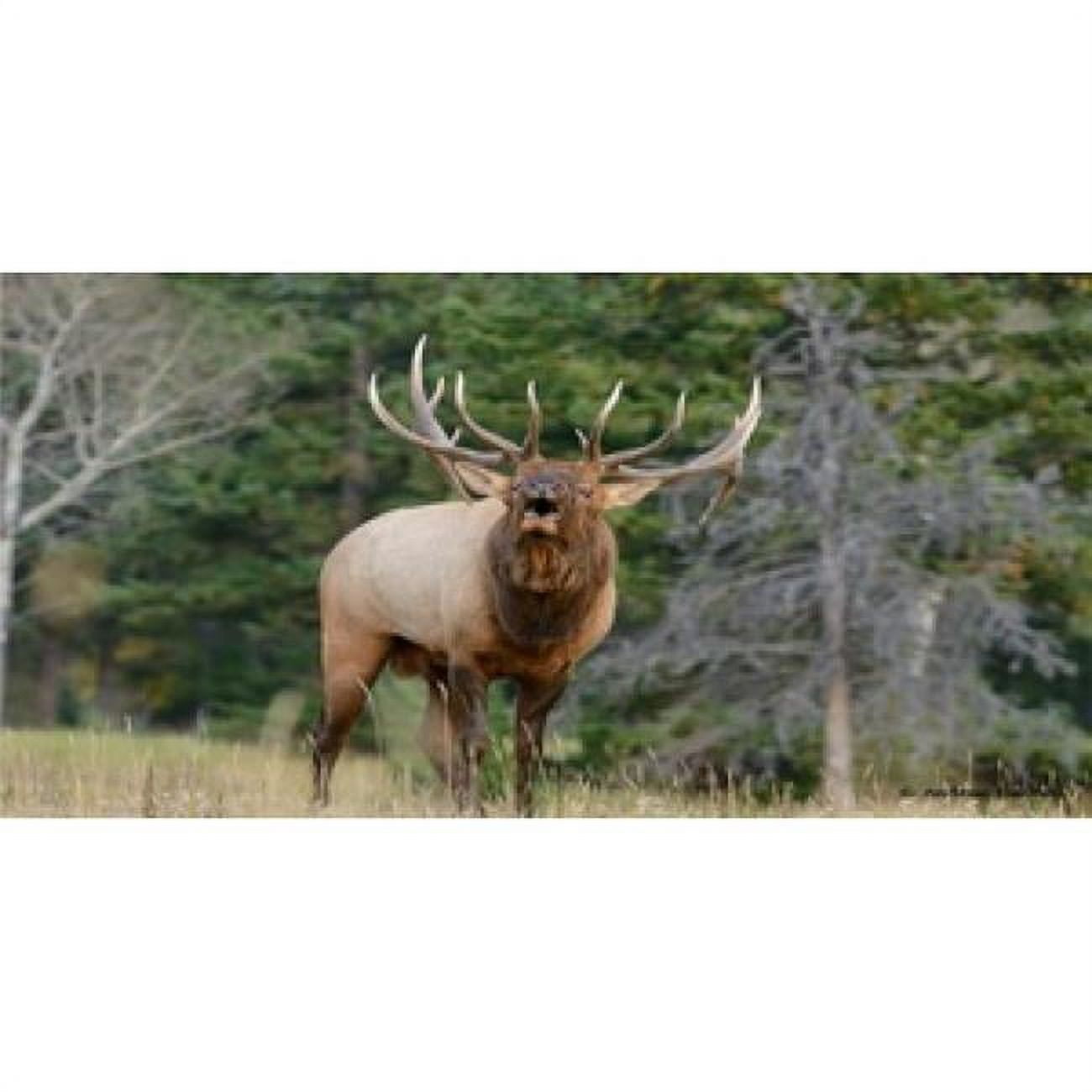 212 Main LPO616 Elk Calling Photo License Plate