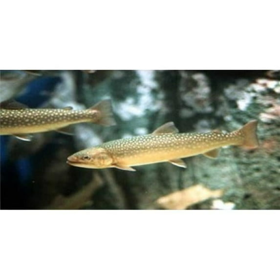 Rainbow Trout Underwater Photo License Plate