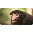 thumbnail image 1 of Funny Monkey Photo License Plate, 1 of 1