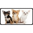 thumbnail image 1 of Chihuahuas Photo License Plate, 1 of 1