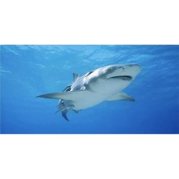 Great White Shark Photo License Plate