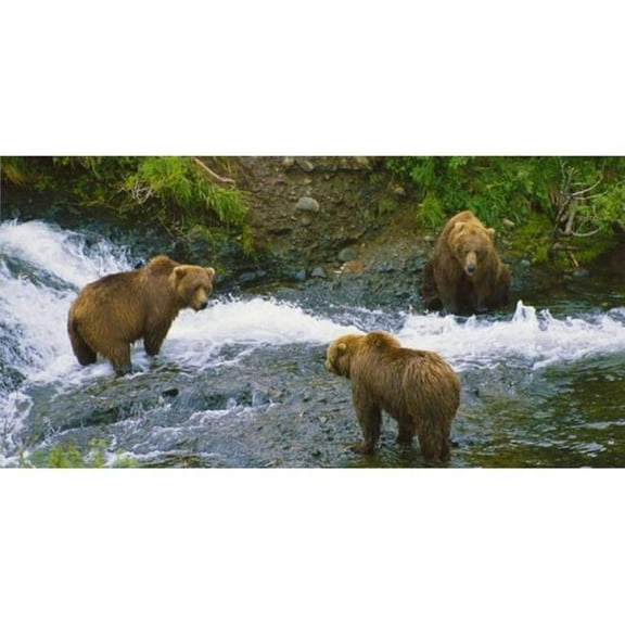 Brown Bear #3 Photo License Plate