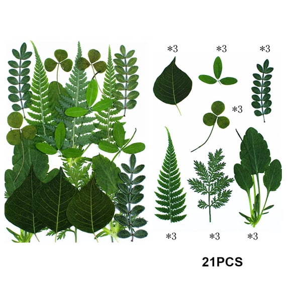 21Pieces Real Dried Pressed Leaves Assorted Natural Dry Leaves Green Dry Greenery for Craft Resin Mold Leaf Art DIY Jewelry Candle Soap Making Card Scrapbook Decoration Supplies