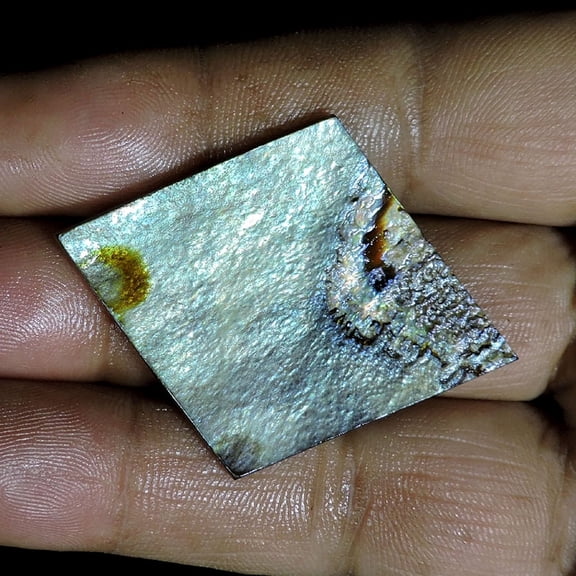 22.00Cts Natural Fossil Abalone Shell Fancy Shape Cabochon Loose Gemstone
