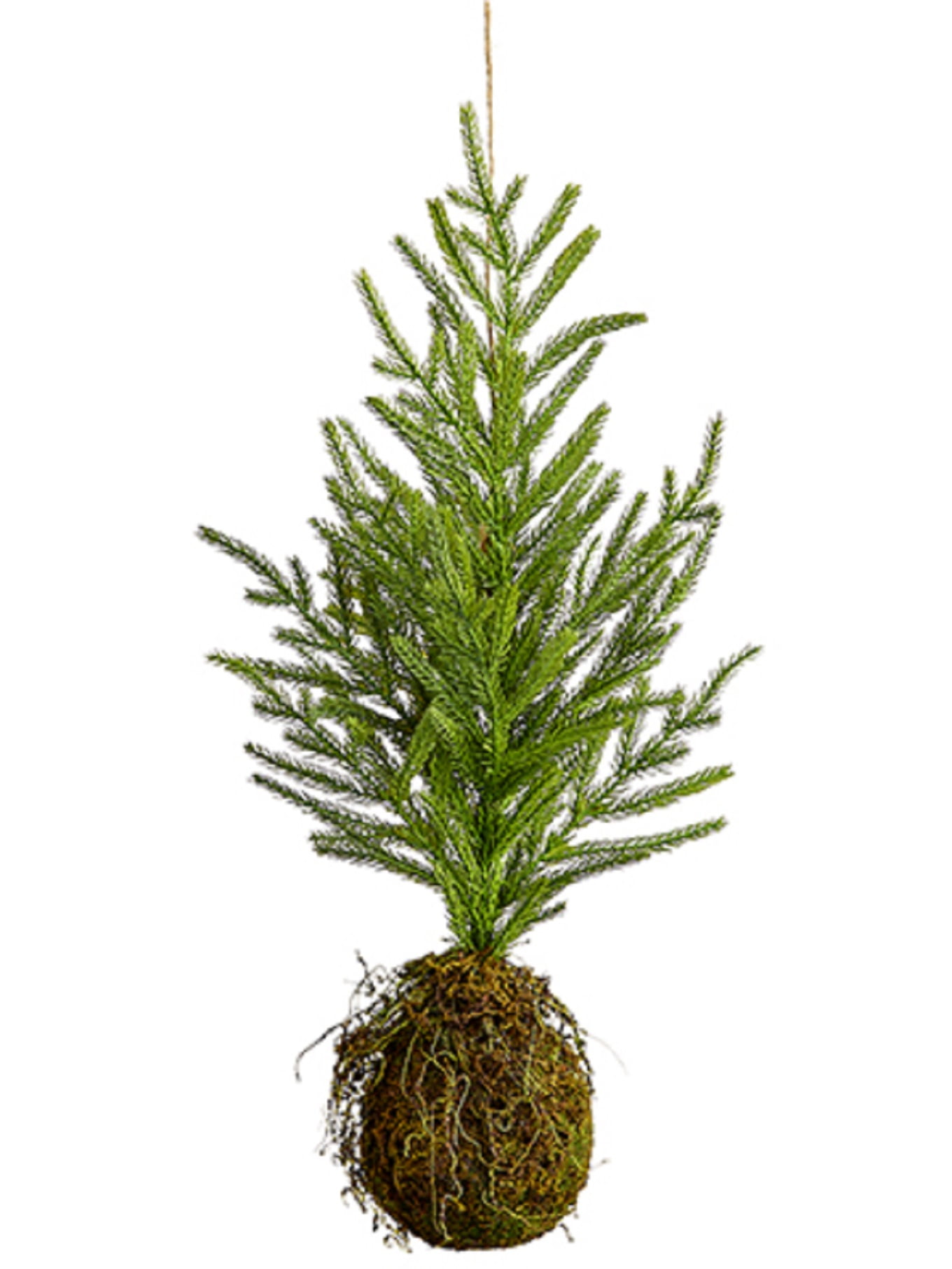 22''Hanging Pine Tree with Moss Root