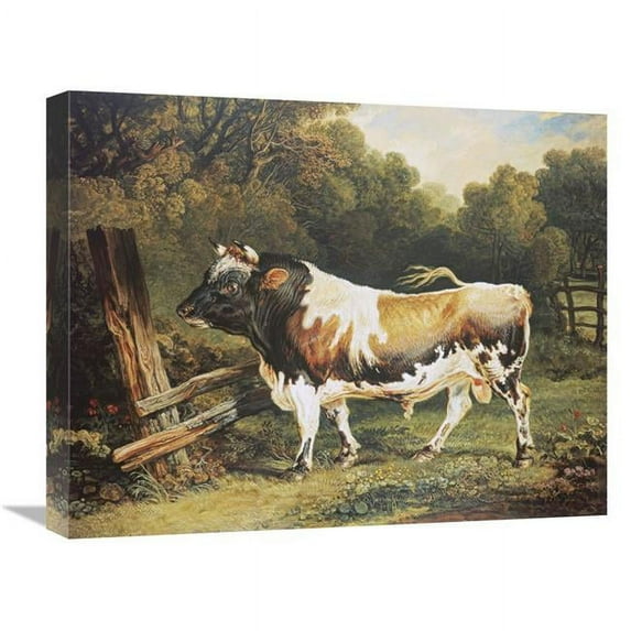 22 in. A Bull of the Alderney Breed Art Print - James Ward