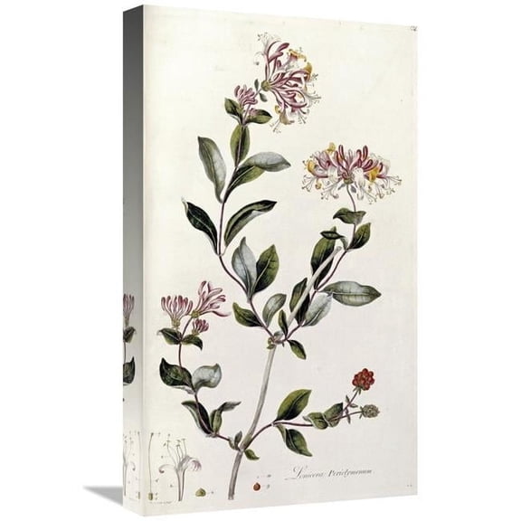 22 in. A Colour Plate from Curtis Flora Londinesis Art Print - William Curtis