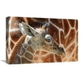 thumbnail image 1 of 22 in. Baby Giraffe Art Print - Vic Schendel, 1 of 1