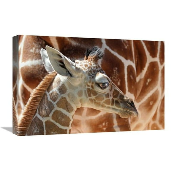22 in. Baby Giraffe Art Print - Vic Schendel