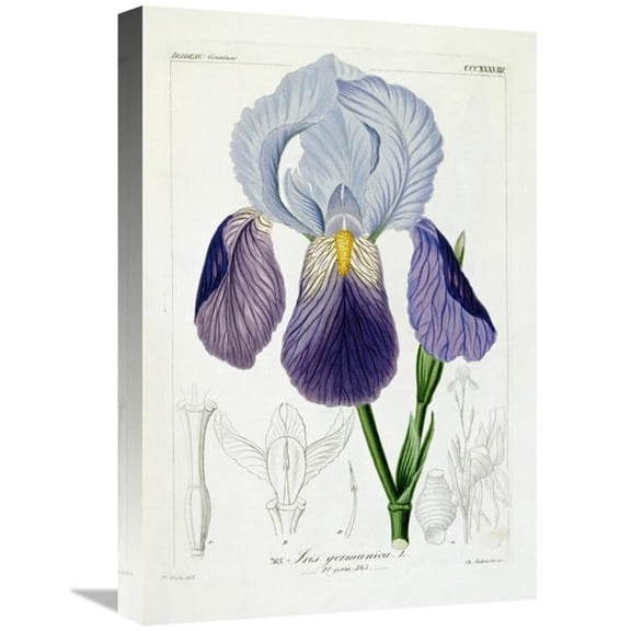 22 in. Bearded Iris Art Print - H.G.L. Reichenbach