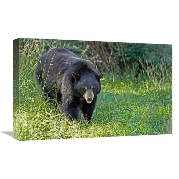 22 in. Black bear in Spring Art Print - Vic Schendel