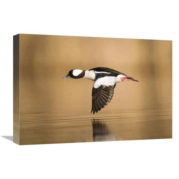 22 in. Bufflehead Male Flying, Island Lake Recreation Area, Michigan Art Print - Steve Gettle