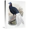 thumbnail image 1 of 22 in. Bulwers Pheasant Art Print - John Gould, 1 of 1