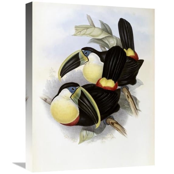 22 in. Citron-Brested Toucan Art Print - John Gould