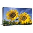thumbnail image 1 of 22 in. Common Sunflower Field, Europe Art Print - Ingo Arndt, 1 of 1